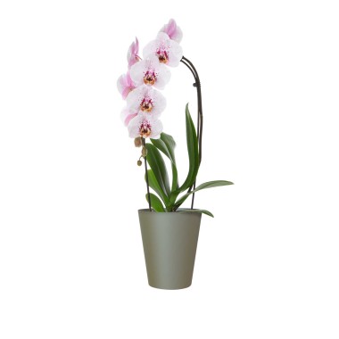 Vaso Porto Orquídia Ø12.7X15cm 1.2L Verde Seco
