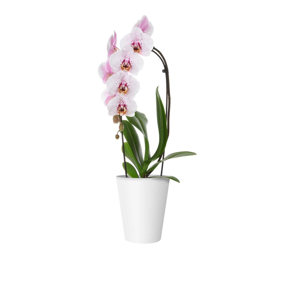 Vaso Porto Orquídia Ø12.7X15cm 1.2L Branco