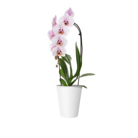 Vaso Porto Orquídia Ø12.7X15cm 1.2L Branco - Image product
