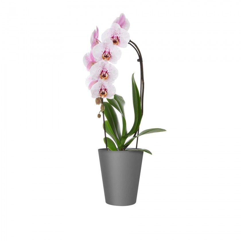 Vaso Porto Orquídia Ø12.7X15cm 1.2L Antracite Vaso Porto Orquídia Ø12.7X15cm 1.2L Antracite