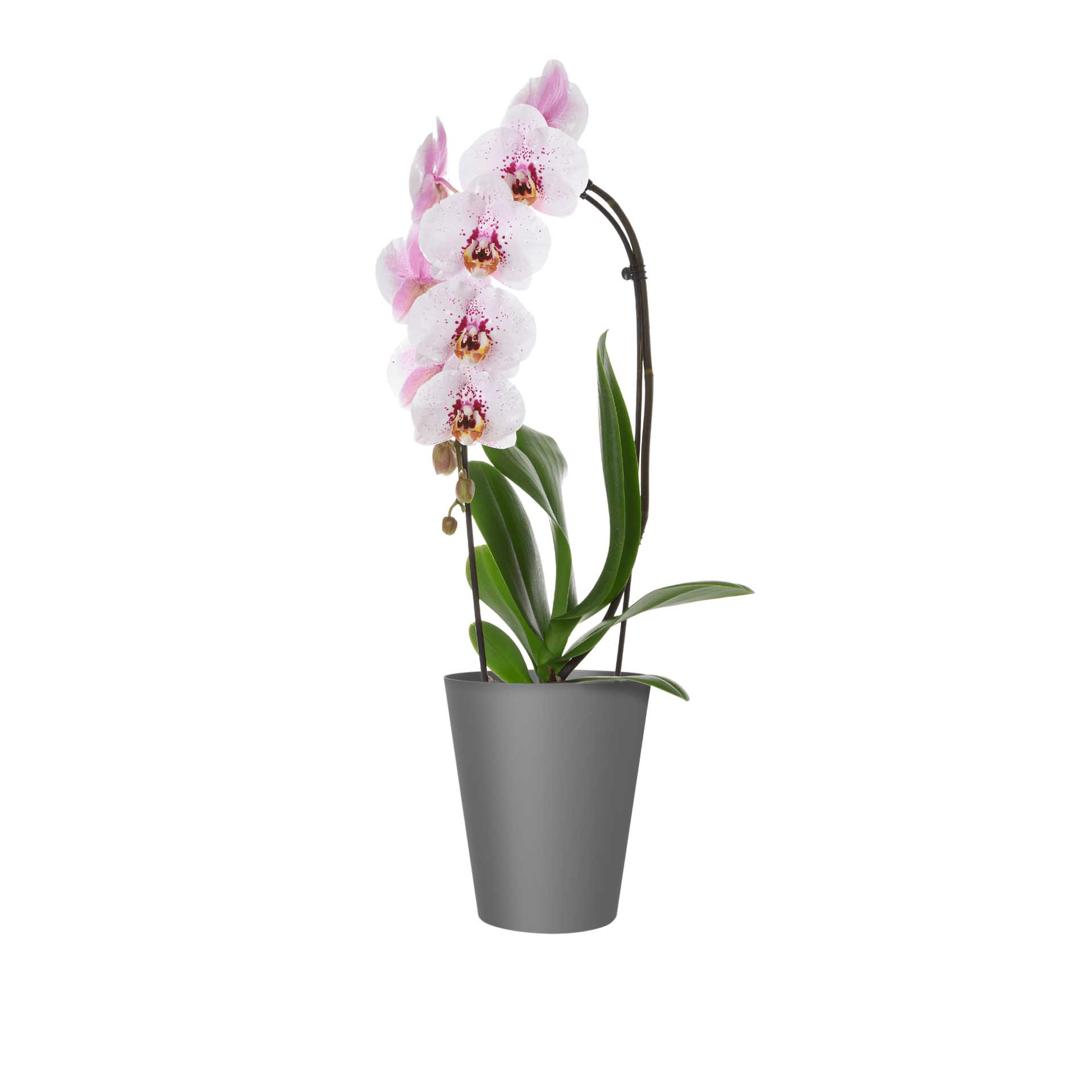 Vaso Porto Orquídia Ø12.7X15cm 1.2L Antracite