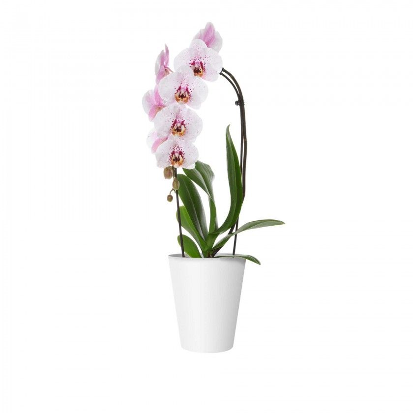 Vaso Porto Orquídia Ø12.7X15cm 1.2L Branco Vaso Porto Orquídia Ø12.7X15cm 1.2L Branco