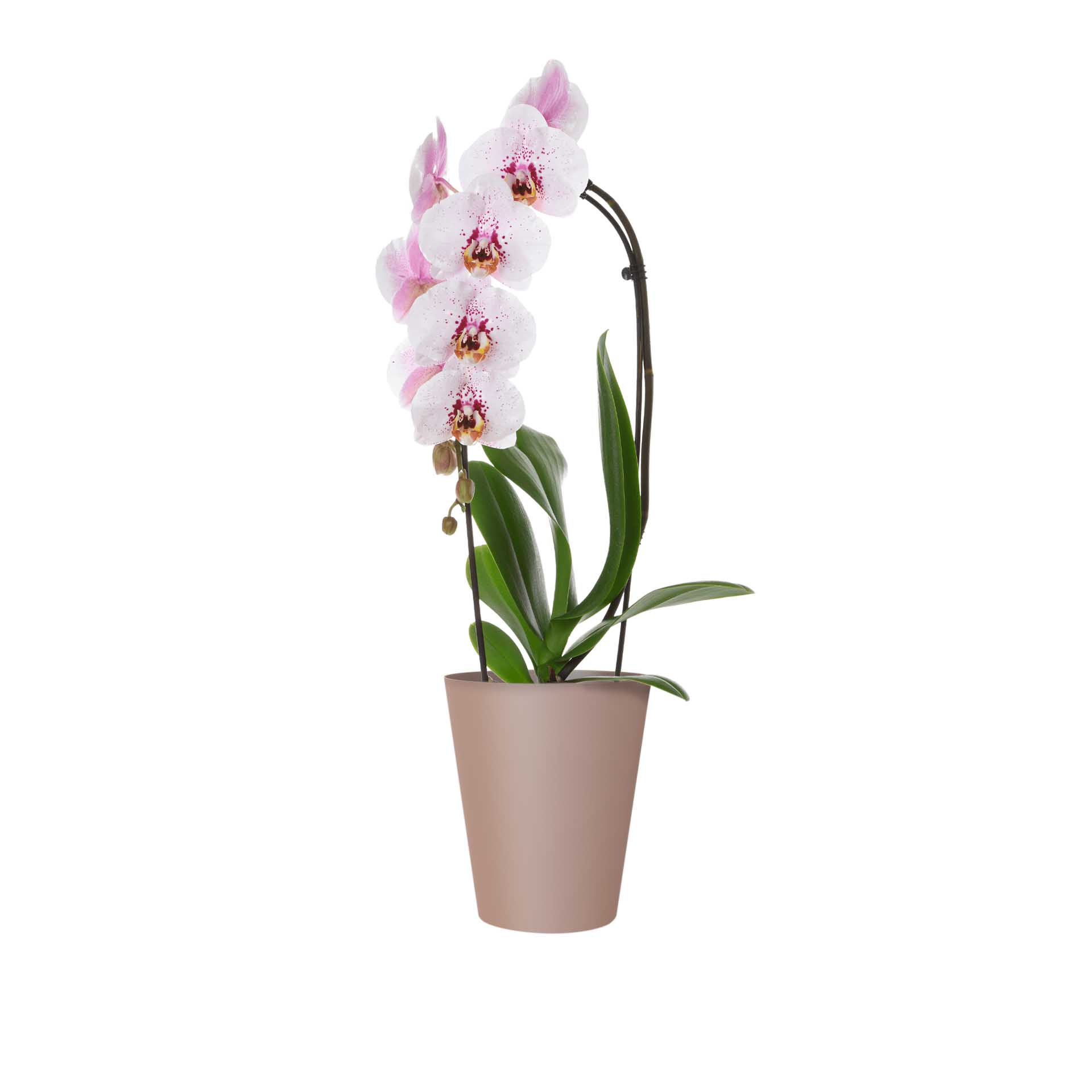 Vaso Porto Orquídia Ø12.7X15cm 1.2L Tortora Mate