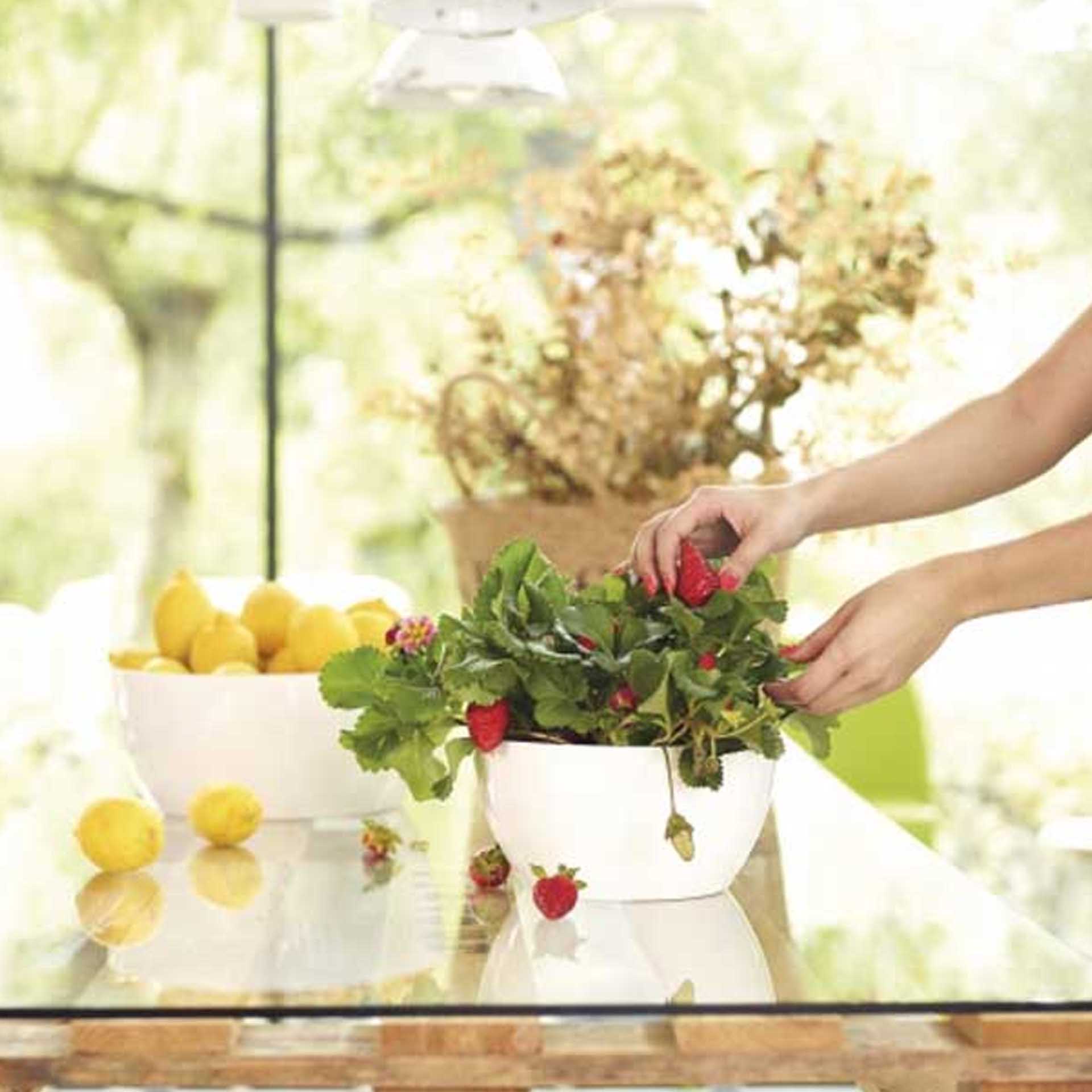 Floreira San Remo Ø32X13.5cm 8L Vermelho