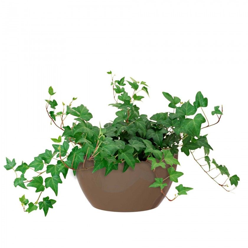 Floreira San Remo Ø23X11.5cm 4L Tortora Floreira San Remo Ø23X11.5cm 4L Tortora