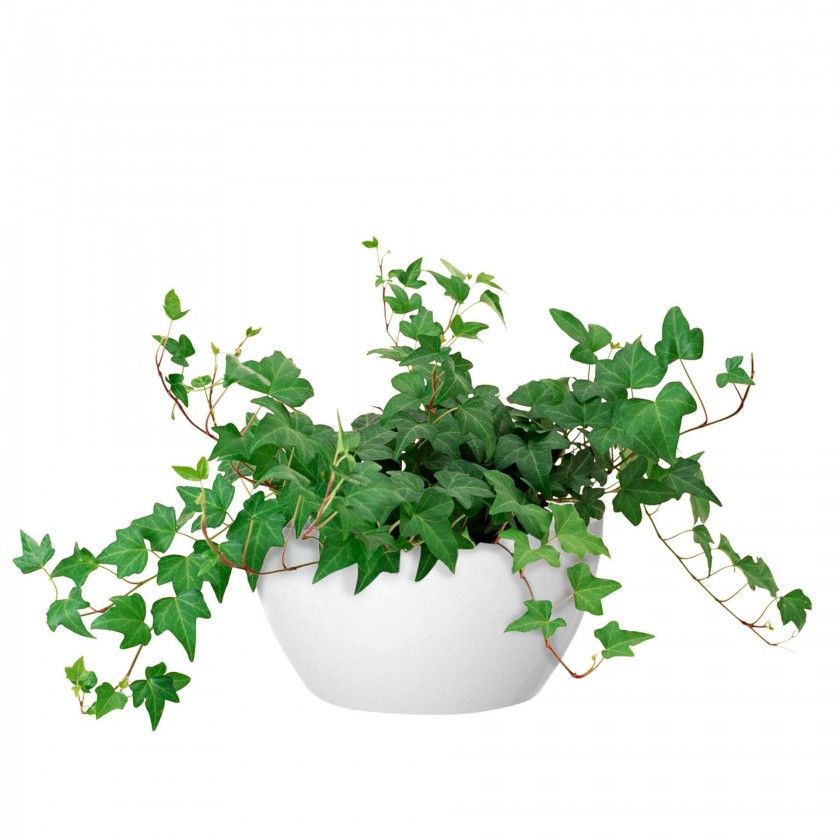 Floreira San Remo Ø23X11.5cm 4L Branco Floreira San Remo Ø23X11.5cm 4L Branco