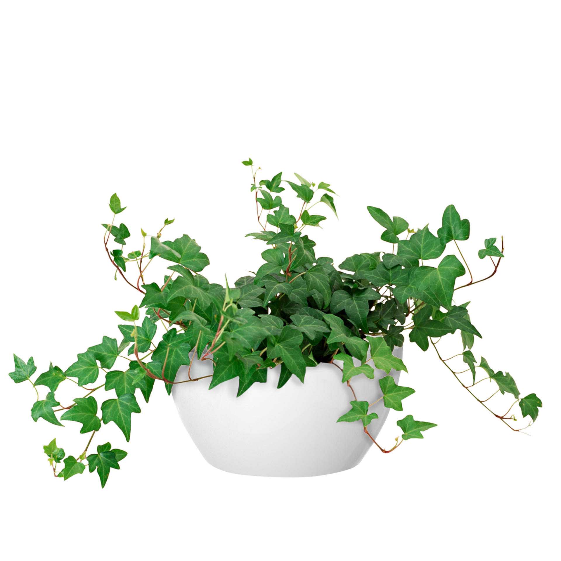 Floreira San Remo Ø23X11.5cm 4L Branco