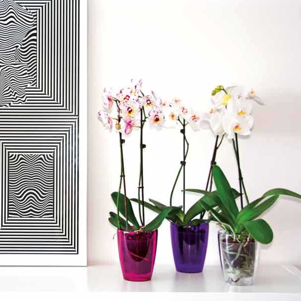 Vaso Fiji Orquídea Redondo