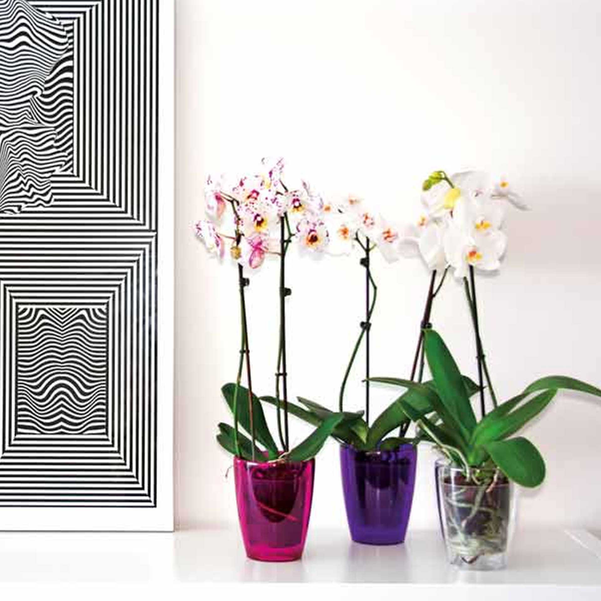 Vaso Fiji Orquídea Redondo
