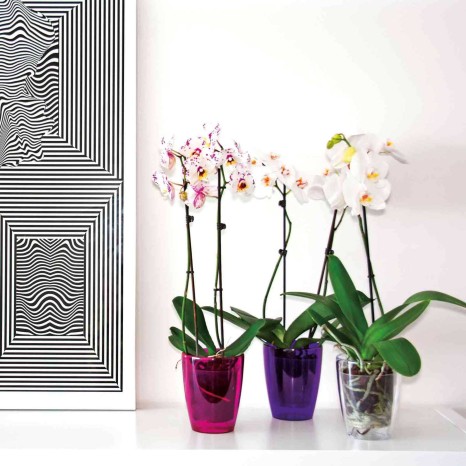 Vaso Fiji Orquídea Redondo - Image product