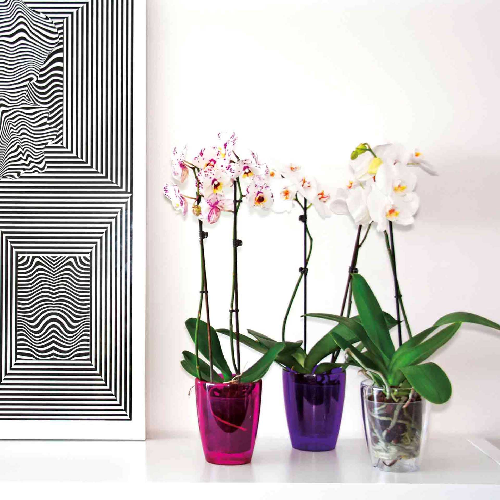 Vaso Fiji Orquídea Redondo