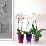 Vaso Fiji Orqudea Redondo