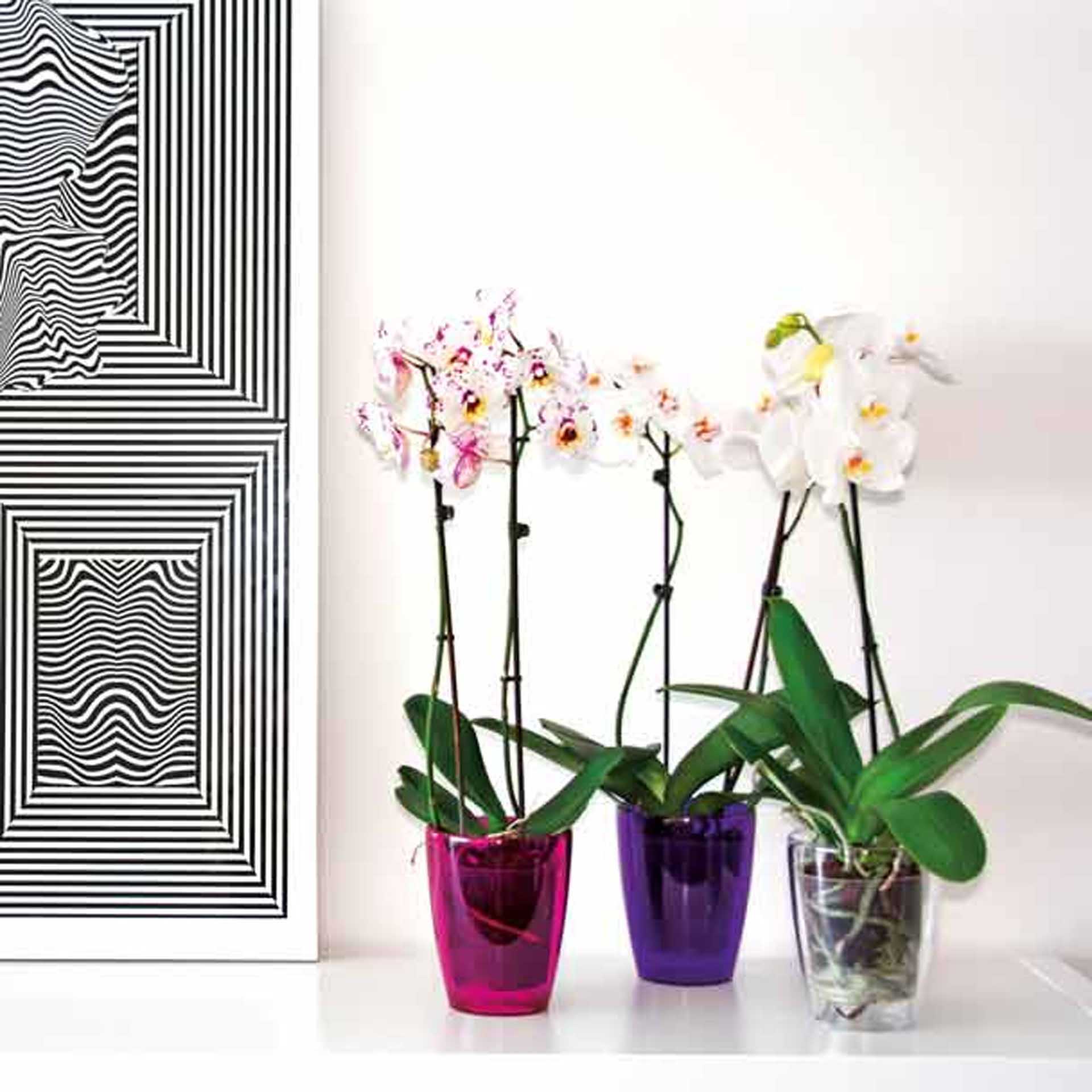 Vaso Fiji Orquídea Redondo