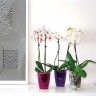 Vaso Fiji Orquídea Redondo Vaso Fiji Orquídea Redondo