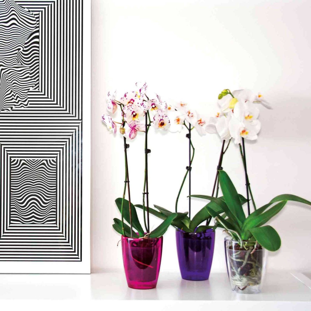 Vaso Fiji Orquídea Redondo