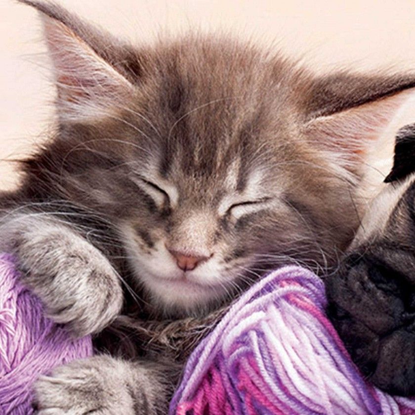 Puzzle Educa 500 Peas Companheiros Sonhos