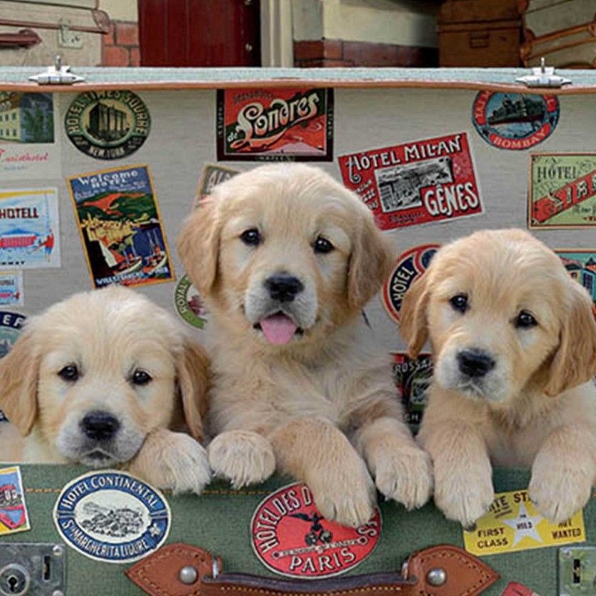 Puzzle Educa 500 Peas Cachorros Na Mala