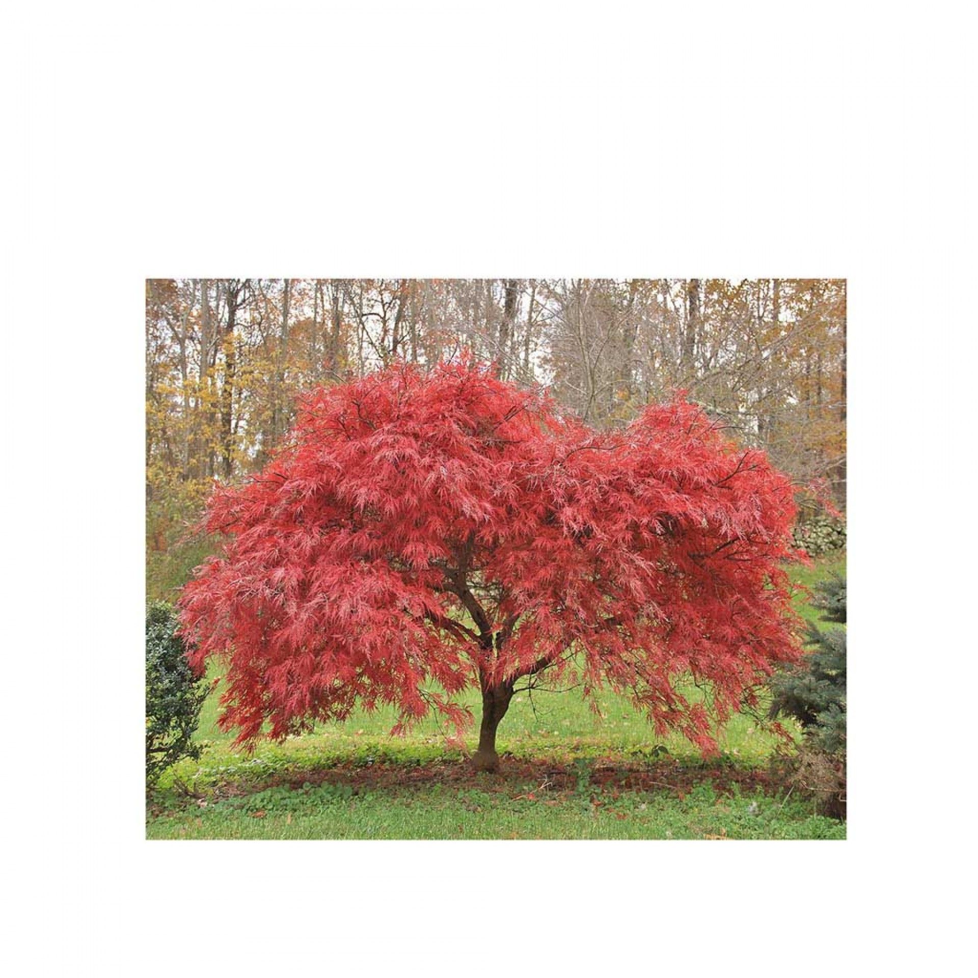 Tela Estampada 100X3X80CM