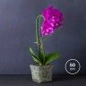 Vaso Orquídea 50cm Vaso Orquídea 50cm