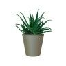 Vaso Porto Ø14.3X14cm 1.5L Verde Seco Vaso Porto Ø14.3X14cm 1.5L Verde Seco