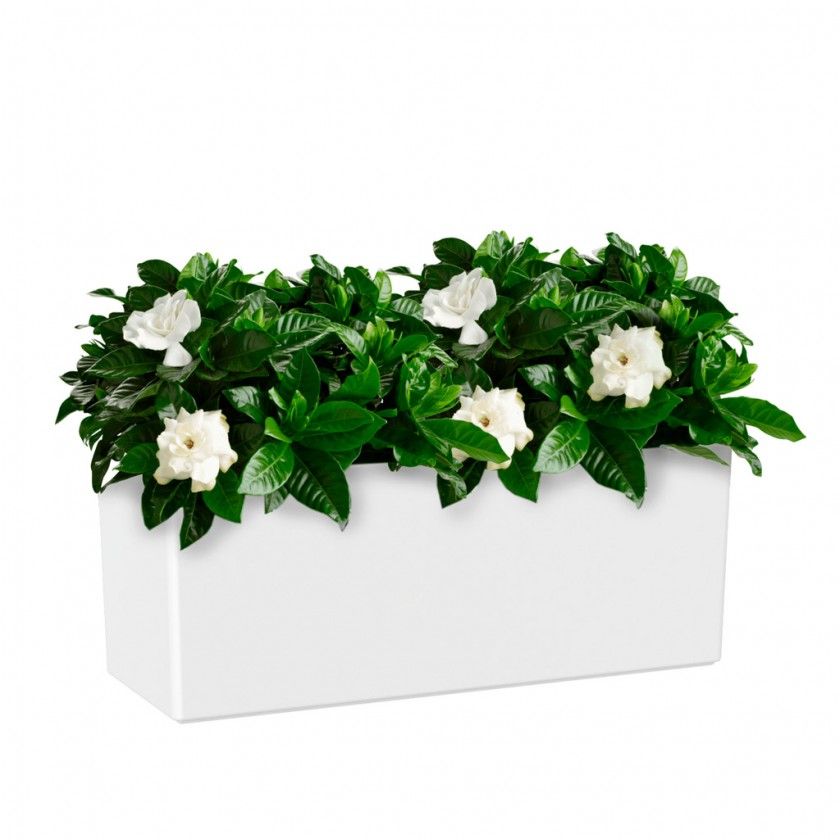 Floreira Rimini 51X20X20cm 17L Branco Floreira Rimini 51X20X20cm 17L Branco