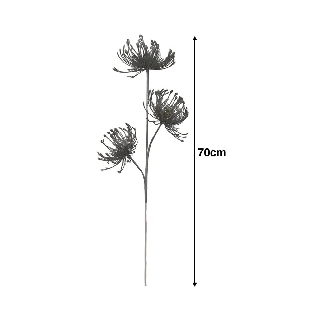 Haste Protea 70cm