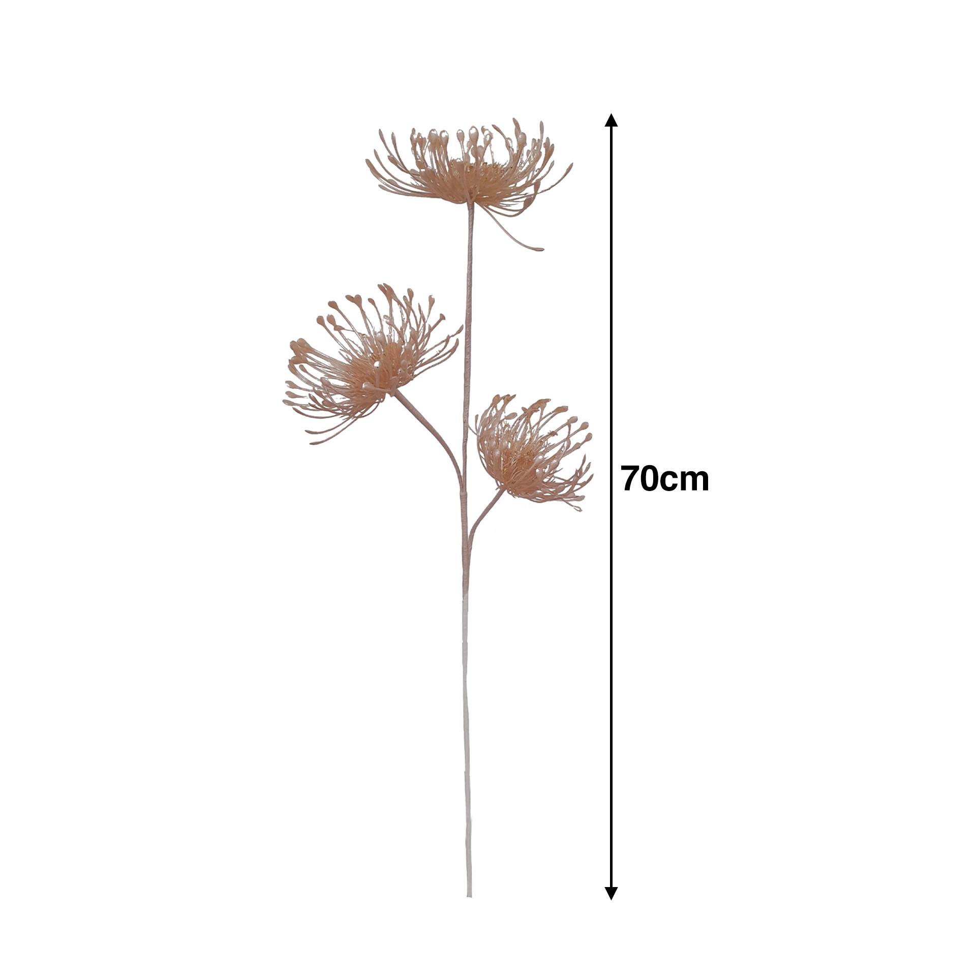 Haste Protea 70cm