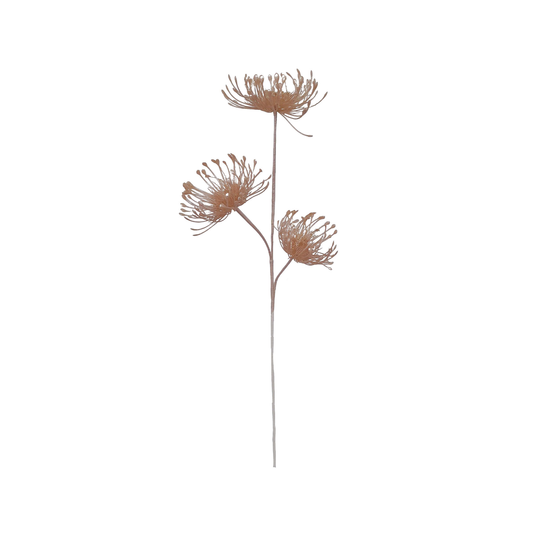 Haste Protea 70cm