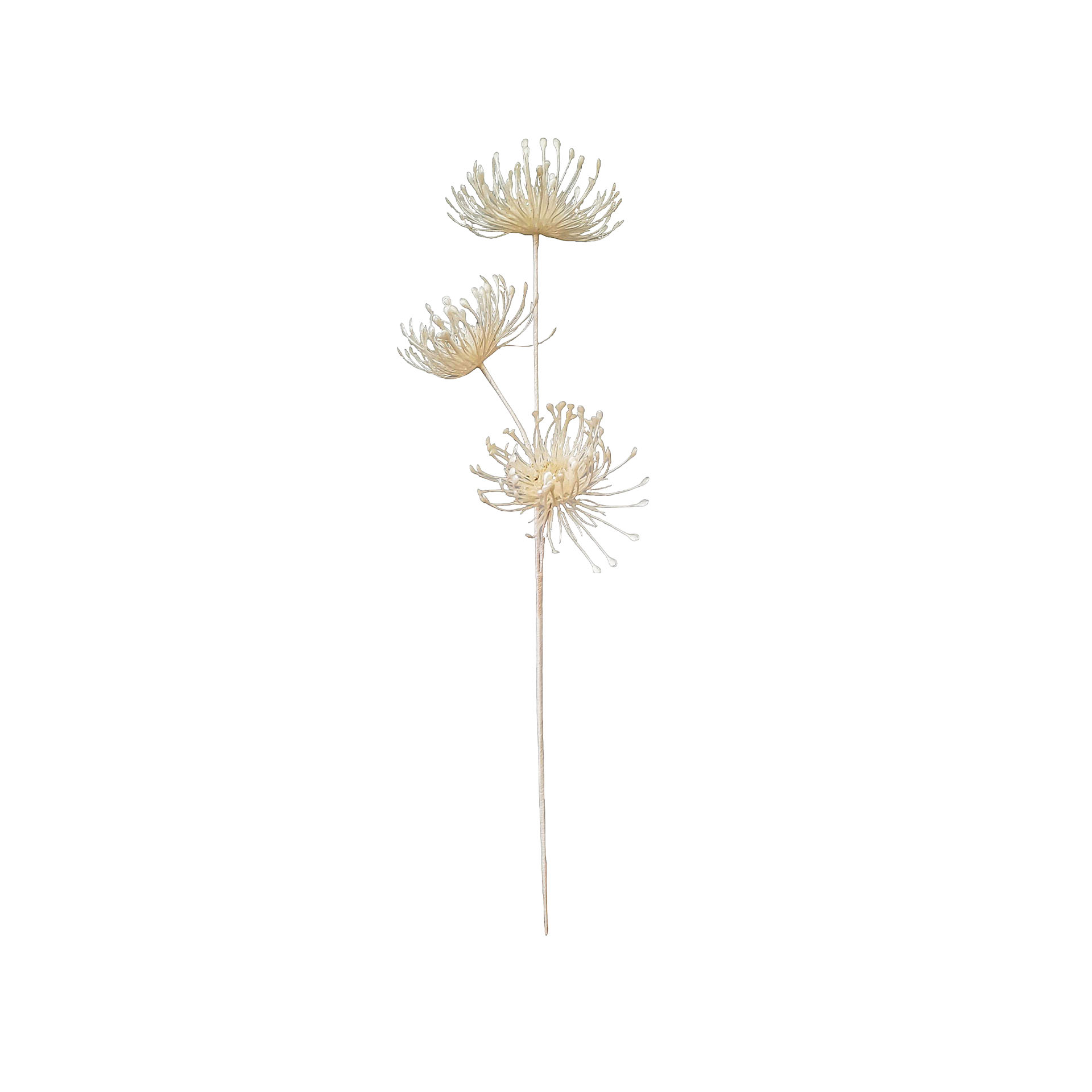 Haste Protea 70cm