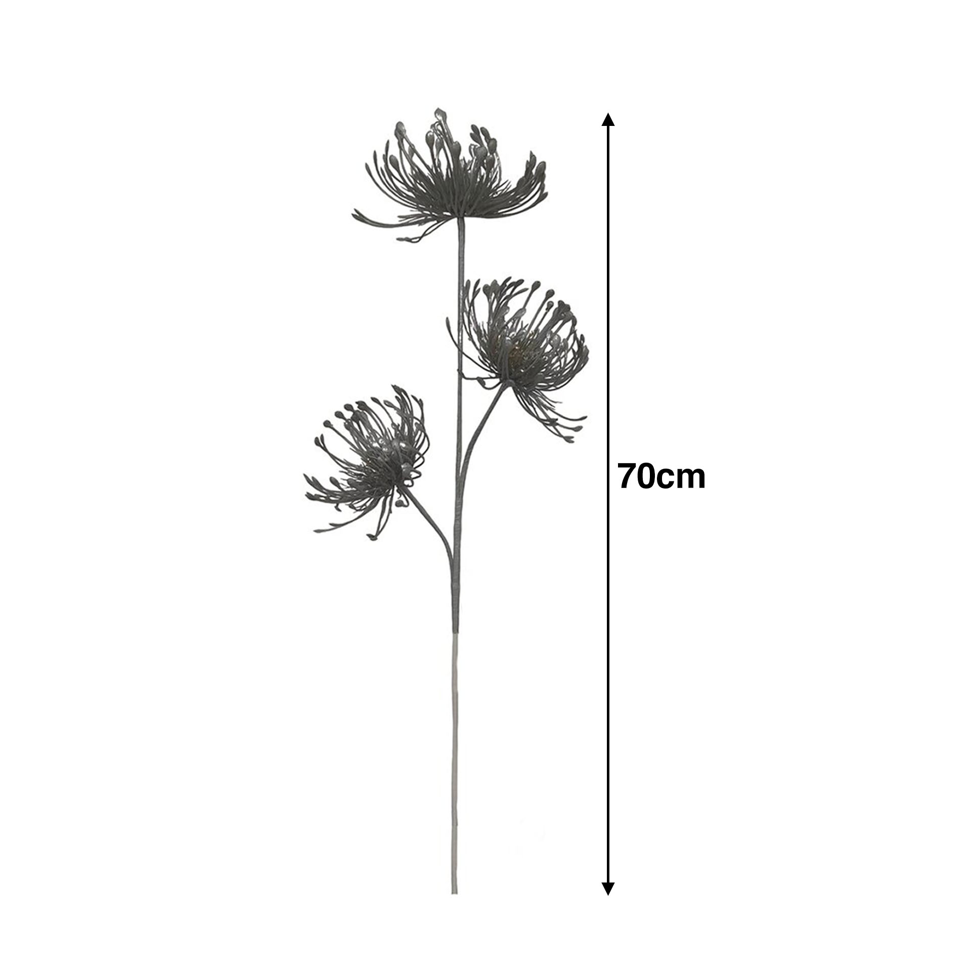 Haste Protea 70cm