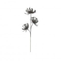 Haste Protea 70cm