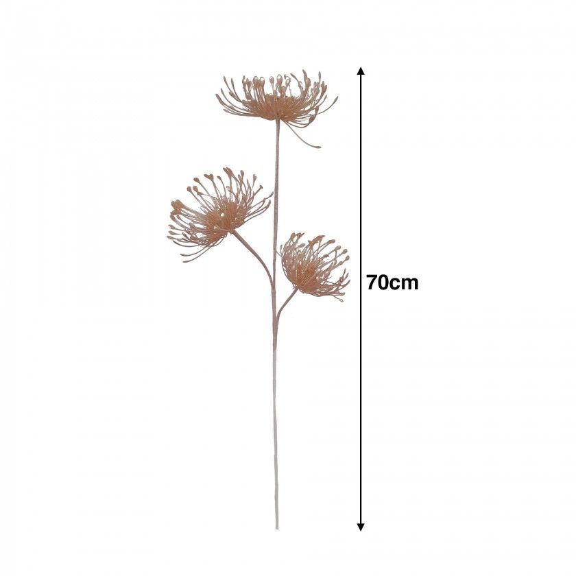 Haste Protea 70cm