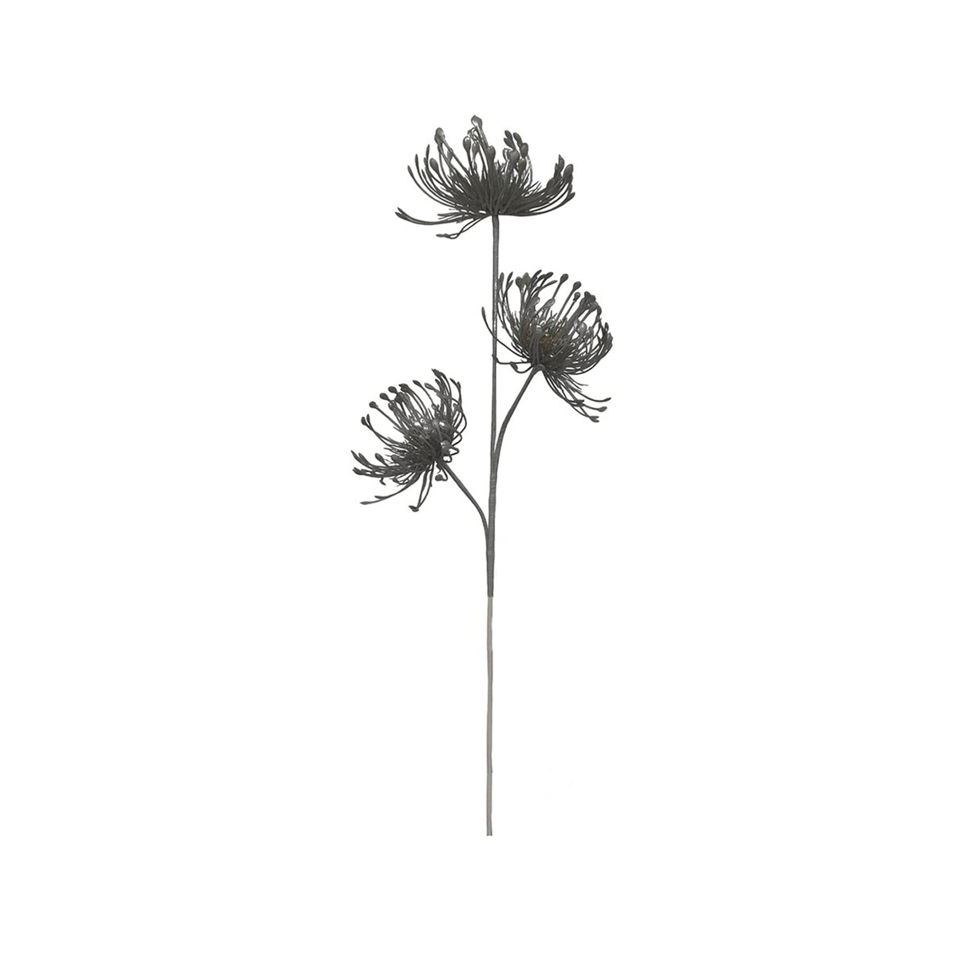 Haste Protea 70cm