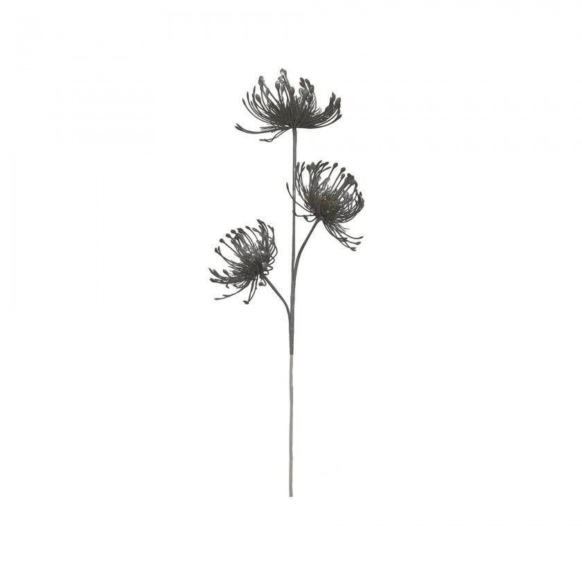 Haste Protea 70cm