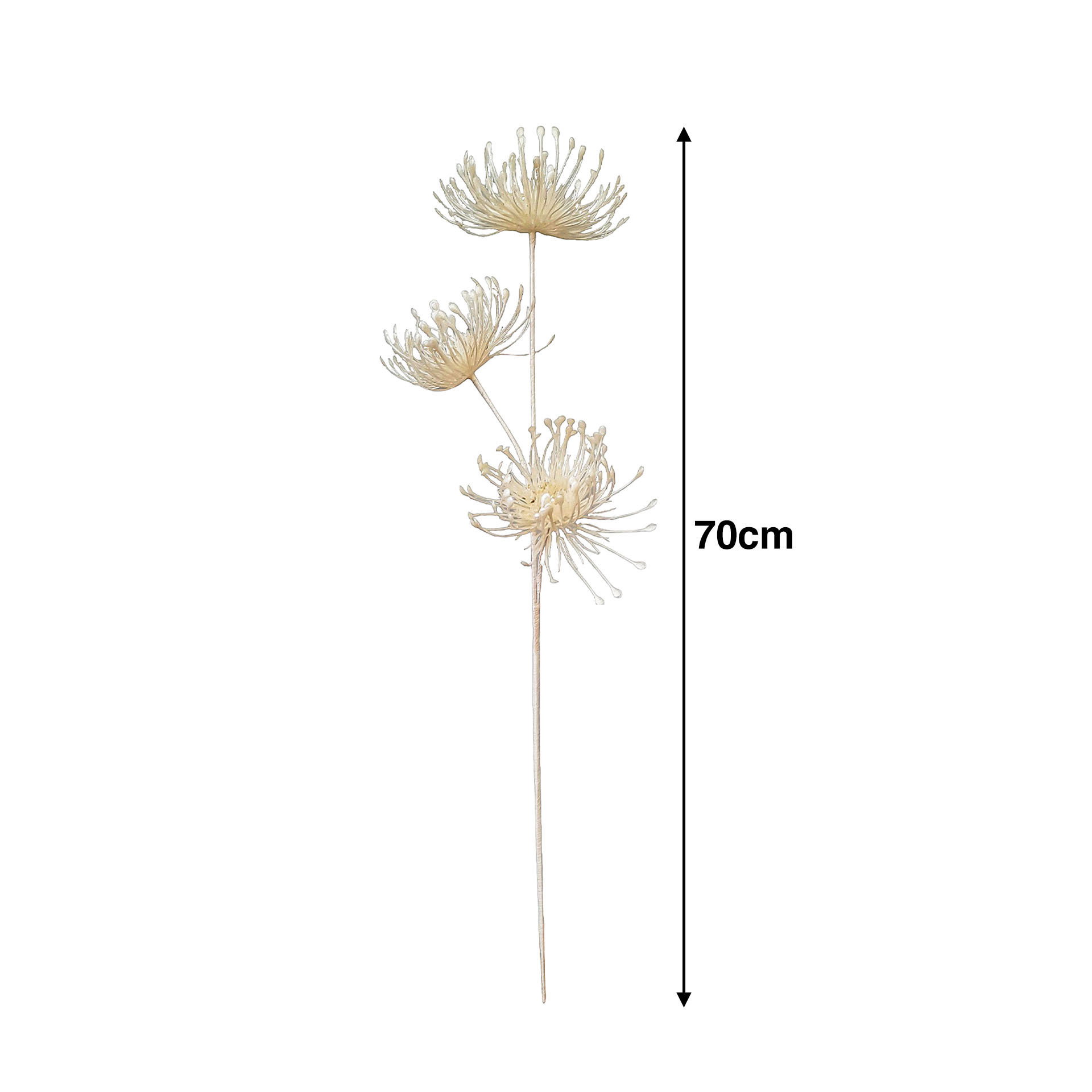 Haste Protea 70cm