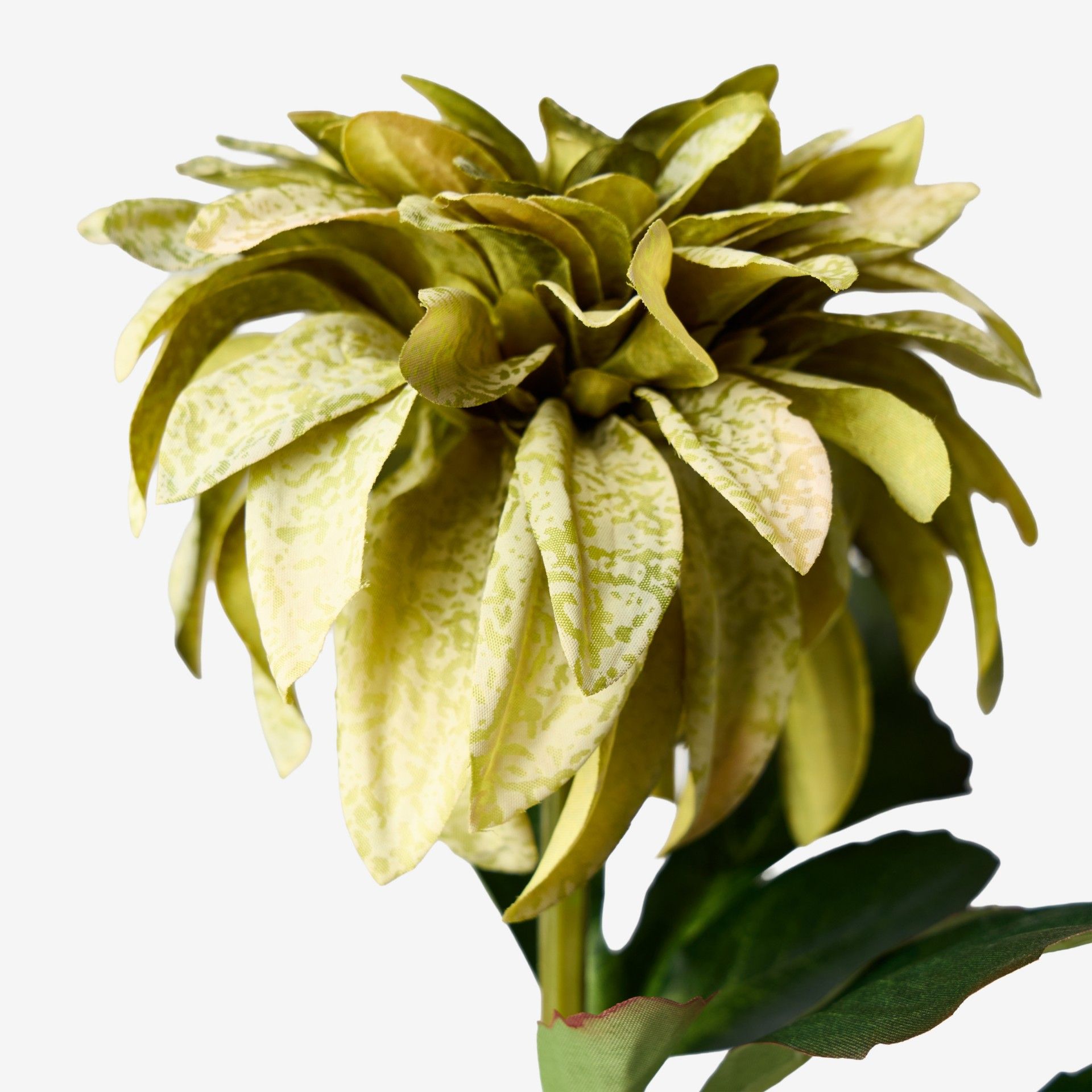 Haste De Dalia Verde 70cm