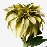 Haste De Dalia Verde 70cm Haste De Dalia Verde 70cm