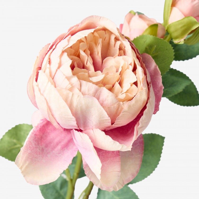 Haste De Peonia Rosa 60cm Haste De Peonia Rosa 60cm