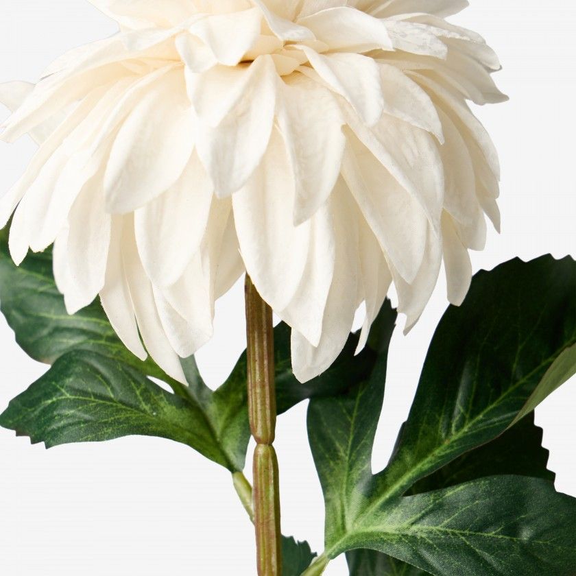 Haste De Dalia Branco 70cm Haste De Dalia Branco 70cm
