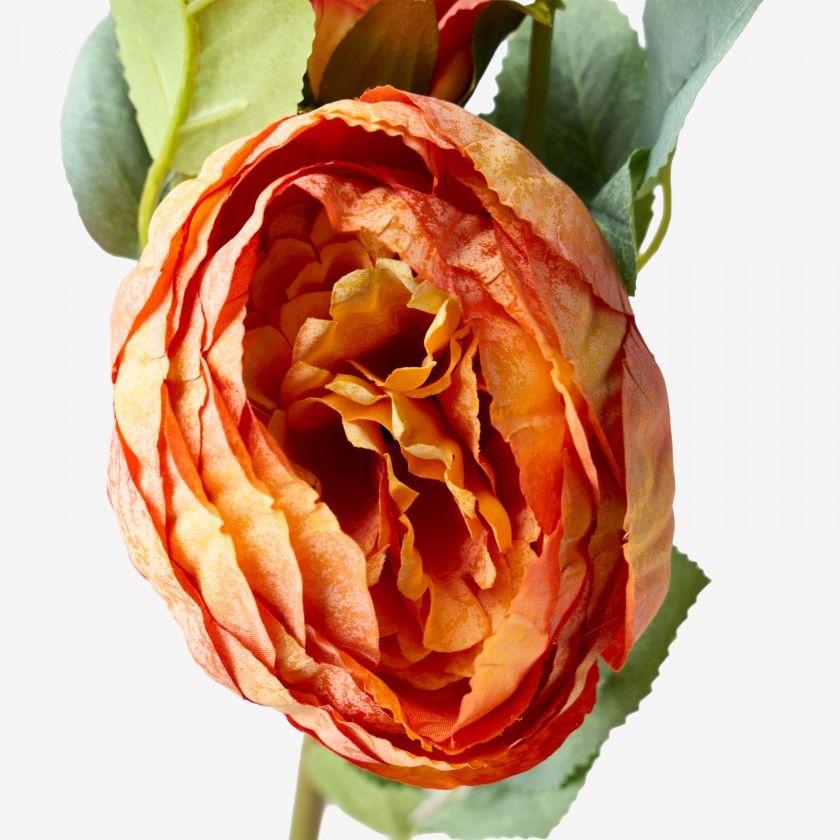 Haste De Peonia Salmão 60cm Haste De Peonia Salmão 60cm