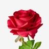 Haste Rosa Toque Natural Vermelho 65cm Haste Rosa Toque Natural Vermelho 65cm
