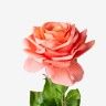 Haste Rosa Toque Natural Salmão 65cm Haste Rosa Toque Natural Salmão 65cm