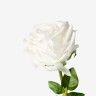 Haste Rosa Toque Natural Branco 65cm Haste Rosa Toque Natural Branco 65cm