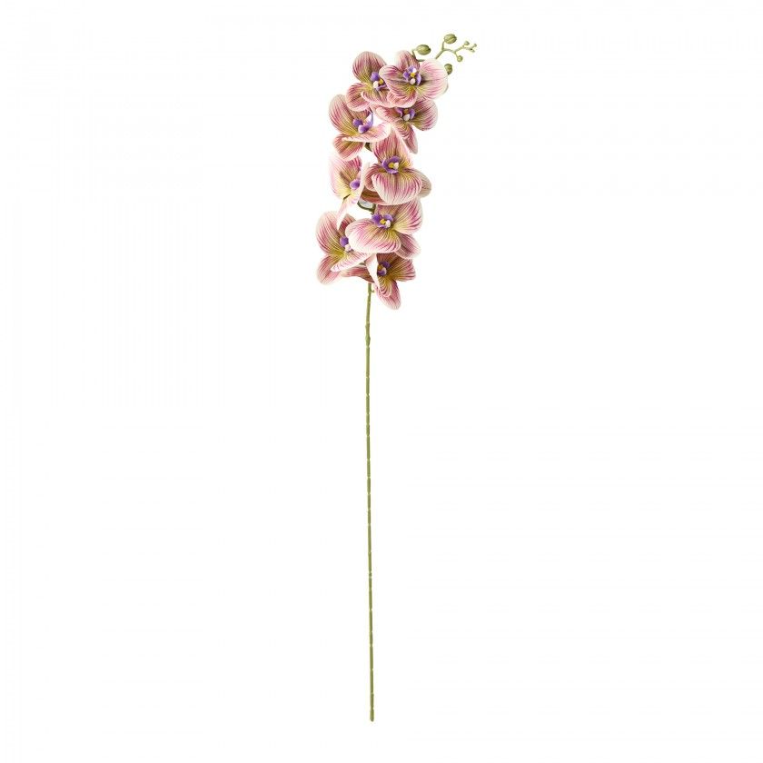 Haste De Orquidea Rosa / Verde 90cm Haste De Orquidea Rosa / Verde 90cm
