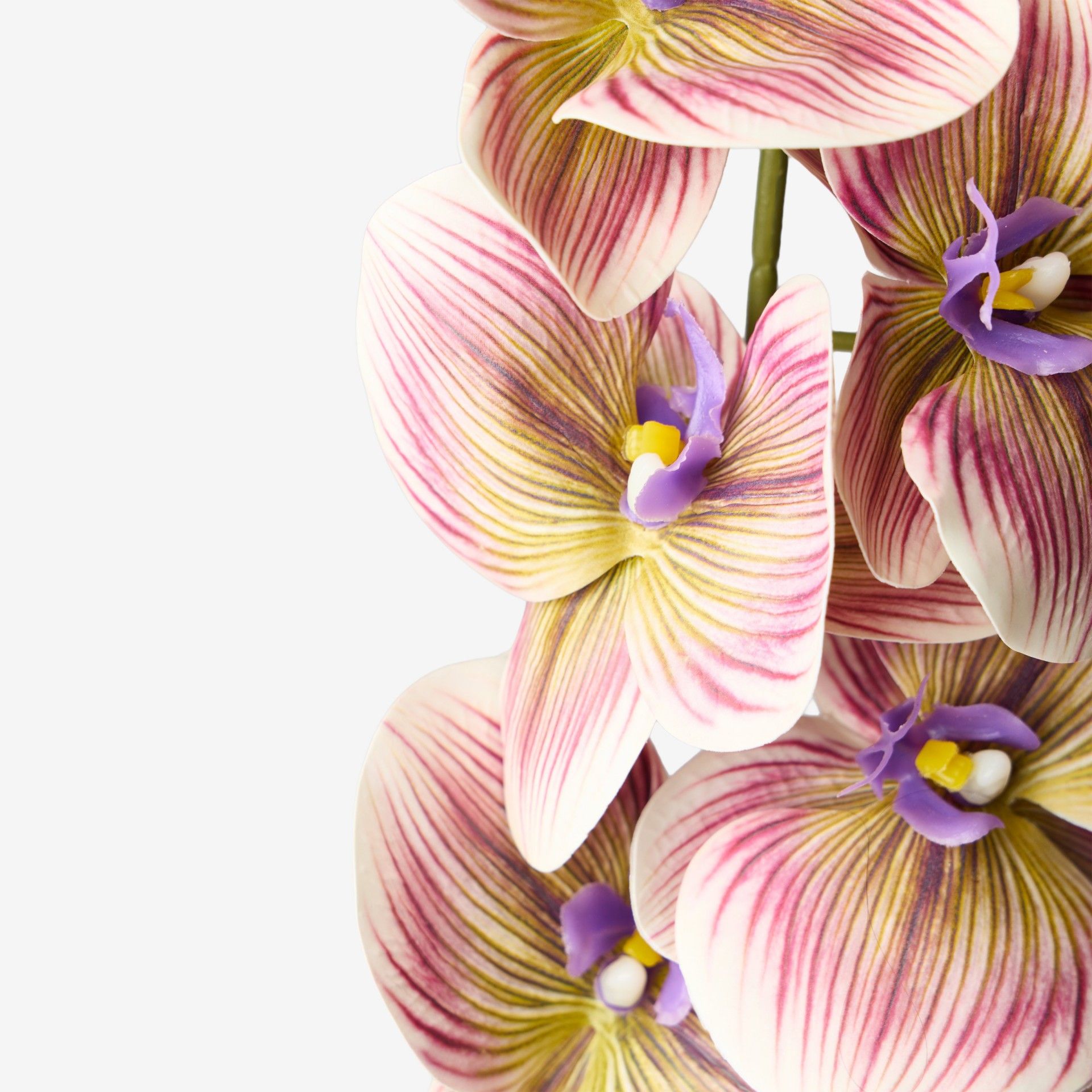 Haste De Orquidea Rosa / Verde 90cm