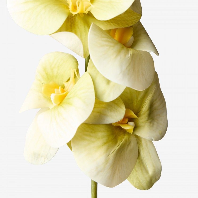 Haste De Orquidea Verde 90cm Haste De Orquidea Verde 90cm
