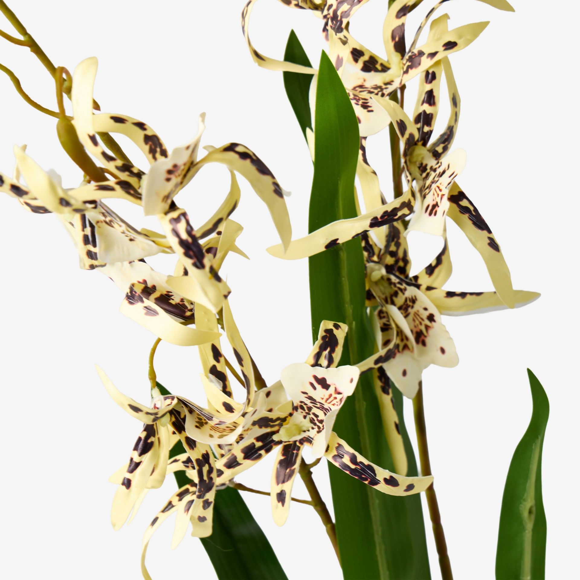 Haste Orquidea Brassia Amarelo 80cm