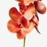 Haste Orquidea Phalaenopsis Laranja 90cm Haste Orquidea Phalaenopsis Laranja 90cm