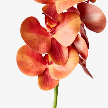 Haste Orquidea Phalaenopsis Laranja 90cm
