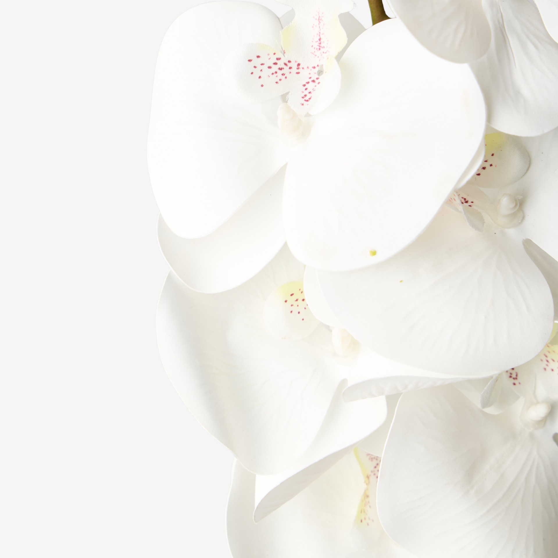 Haste Orquidea Branco